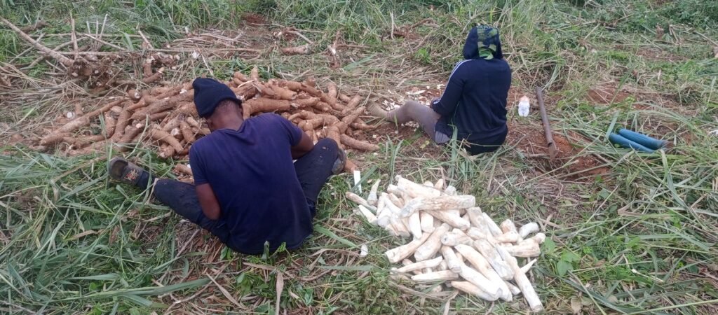 Two women peeling cassava